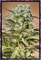 Ripper Seeds Hawaiian Wave - photo made by RSeeds