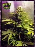 Ripper Seeds Hawaiian Wave - photo made by RSeeds