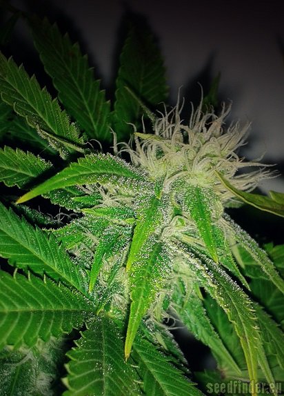 Royal Queen Seeds O.G. Kush