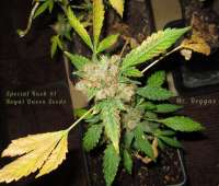 Picture from Misterreggae [Special Kush Nr1]