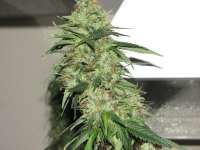 Sagarmatha Seeds Indica XXL - photo made by Hellfire666