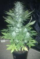Picture from gimboid25 (Green Love Potion)