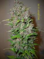 Sannie's Seeds Selene - photo made by HarzGenetics