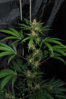 Sativa Seedbank New York Power Diesel - photo made by Jubei