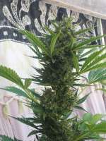 SeedStockers Amnesia Autoflower - photo made by hazelover