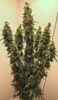 SeedStockers Amnesia Autoflower - photo made by madcoco