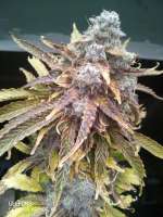 SeedStockers Blackberry Gum Autoflower - photo made by ATOMnosystem