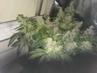 Seedsman Auto Blue Cush - photo made by PriestSmiler