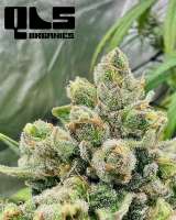 Seedsman Blueberry - photo made by QuesadillaOne