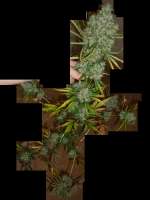 Seedsman Hindu Kush Skunk - photo made by ninja