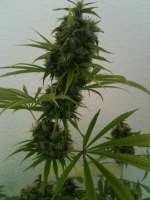 Picture from N0b0dY (Big Bud)