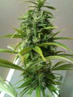 Picture from N0b0dY (Big Bud)