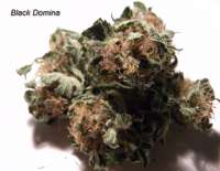 Picture from king2 (Black Domina)