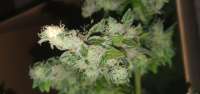 Picture from herbiegrowsbananas (Black Domina)