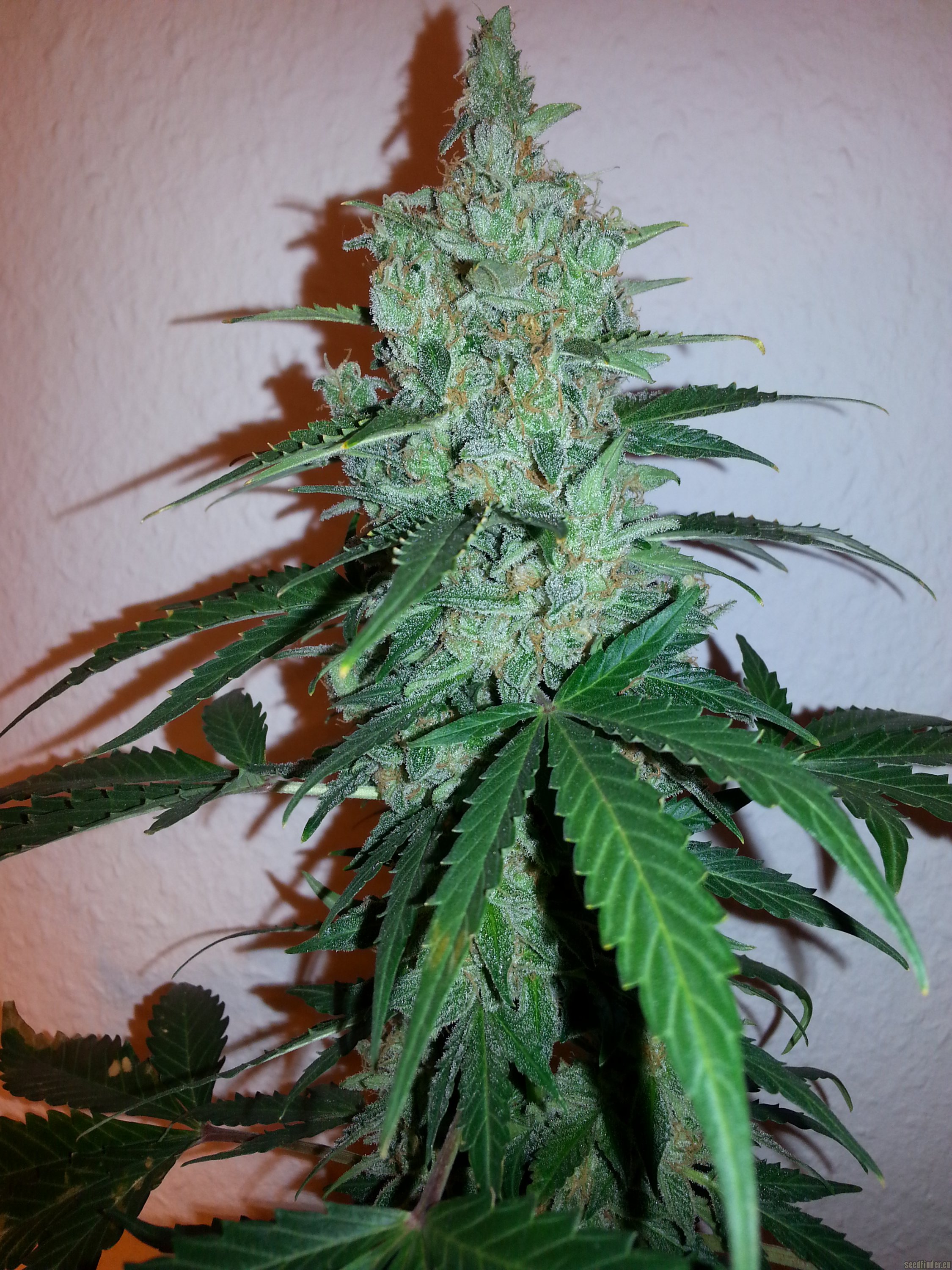 All pictures of Early Skunk (Sensi Seeds) into the strain-gallery