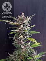 Sensi Seeds Malibu OG Gold - photo made by pineappleltd