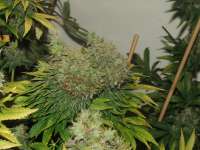 Picture from juanliethoni (Mr Nice G13 X Hash Plant)