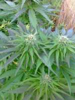 Sensi Seeds Ruderalis Indica - photo made by hemp47