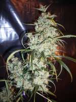 Picture from merlin (Silver Haze Nr9)