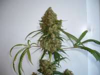 Picture from merlin (Silver Haze Nr9)