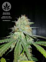 Sensi Seeds Super Skunk - photo made by pineappleltd