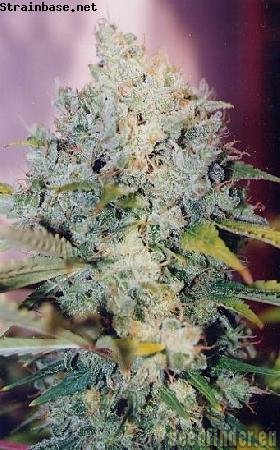 Serious Seeds AK47