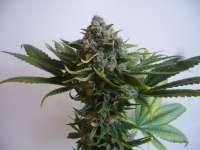 Picture from merlin (Serious Kush)