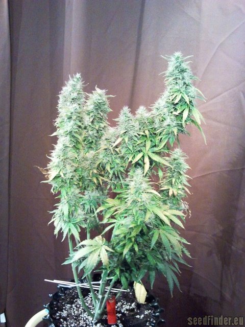 Serious Seeds White Russian Autoflowering #1