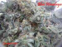 Short Stuff Seedbank Blue Himalaya - photo made by Gingerninja