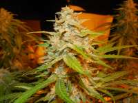 Short Stuff Seedbank Himalaya Blue Diesel - photo made by frankfaux