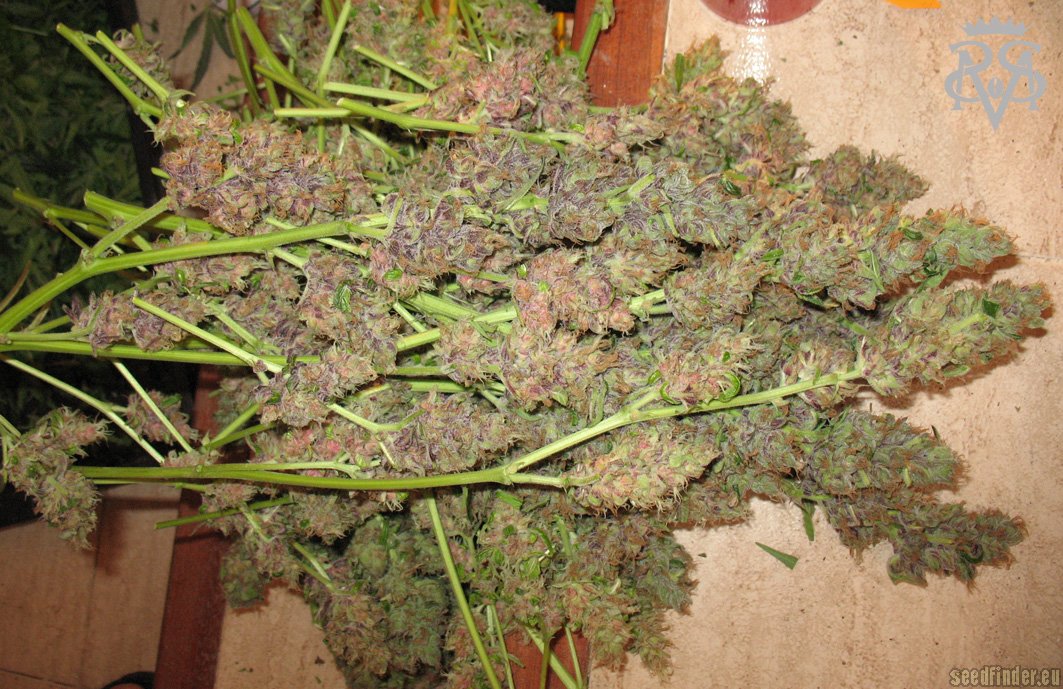 Green Crack (by SickMeds Seeds) :: SeedFinder :: Strain Info