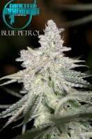 Sin City Seeds Blue Petrol - photo made by mgpawn