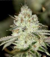 Sin City Seeds NightFire OG - photo made by admin