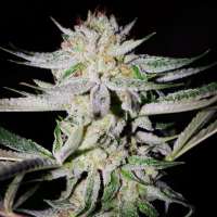 Sin City Seeds NightFire OG - photo made by admin