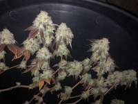 Picture from Tantobuds (Platinum Delights)