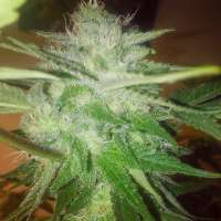 Sin City Seeds Sage N' Sour OG - photo made by OGchema