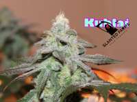 Slanted Farms Seed Company Kublai - photo made by Slanted