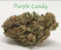 Smoke A Lot Seeds Purple Candy - photo made by TheHappyChameleon