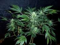 Picture from Stamina (Legends Ultimate Indica)