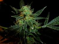 Picture from Stamina (Legends Ultimate Indica)