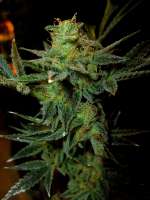 Picture from Stamina (Legends Ultimate Indica)