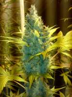 Spliff Seeds Blue Medi Kush - photo made by Theovanderveen