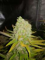 Picture from hydrohippy (Crystal White)