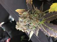 Picture from MisterMax97 (Gold Bar Kush)