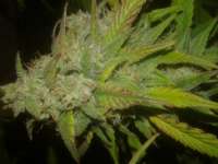 Spliff Seeds Medical Kush Automatic - photo made by Chaoticgrafix