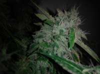 Picture from Shishkinn (Moon Walker Kush)