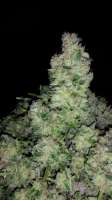 Picture from Jaybone (Moon Walker Kush)