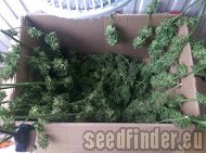 Spliff Seeds Moon Walker Kush