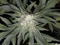 Picture from SterquiliniisSeeds (Cuba Libre)