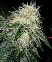 Stone Free Seeds Ultra Lemon Haze - photo made by triceratopsgardens